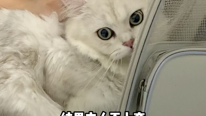在家乱吃东西，还好主人发现及时，看着他吃了半个牙签，第一时间来到医院给他进行催吐