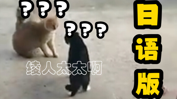 The number of cat repairers stealing panties has increased