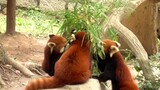 four red pandas get together to eat bamboo leaves