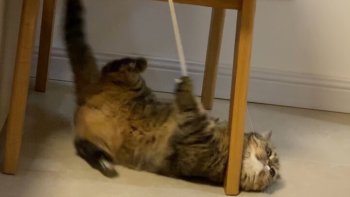 Tali: Pasal mancing kucing ini dia pegang erat banget!