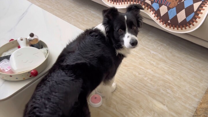 突然对着小狗的耳边说悄悄话看看它是什么反应