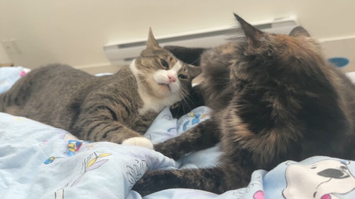 Walau bertarung dalam diam, itu akan mengganggu tidur orang lain, lho!
