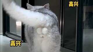 Ever since my cat discovered the eggs were fake, things have gotten out of control...