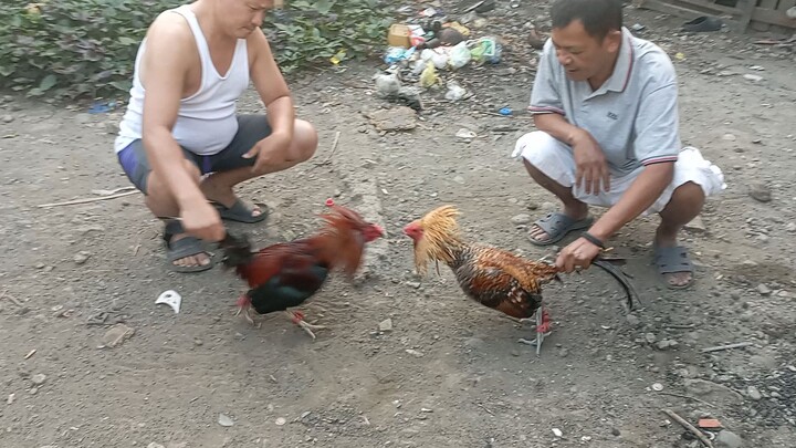 1x winner Dome Hatch  bullstag Vs. Alimbuyugin Bullstag Sparing March 12, 2023