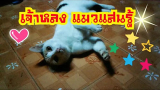 แมวแสนรู้ ฉลาดมากครับ Intelligent cat