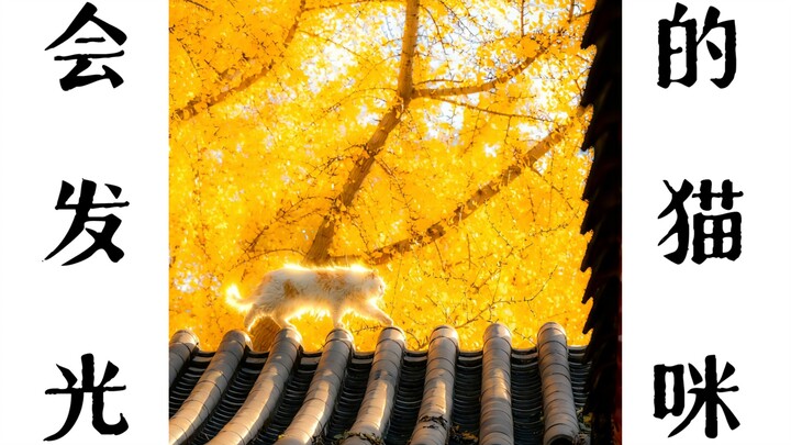 我的天，我竟拍到一只会“发光”的猫咪！！