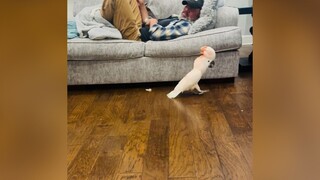 养一只“叛逆”的鹦鹉是什么体验，不仅会顶嘴甚至还想偷袭