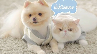 แทนความรัก ความผูกพัน 💕 Petsimo