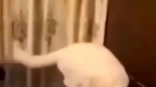 Kucing: Maaf sudah mempermalukan kucing!
