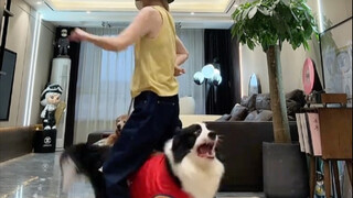 [Border Collie Senti] Up master sedang menjelajah, selamat menonton dan mintalah tiga kali suka!