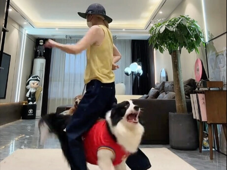 [Border Collie Senti] Up master sedang menjelajah, selamat menonton dan mintalah tiga kali suka!