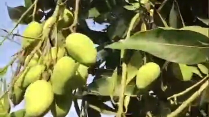 mango 🥭 lover