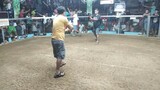 6stag derby UNITED CATANDUANES  GAMECOCK BREEDERS ASSO.Jan 2024
