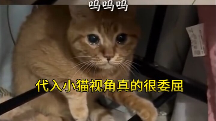 Memasuki sudut pandang si kucing benar-benar membuatnya sangat sedih!