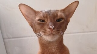 Cái nhìn của nhà vua