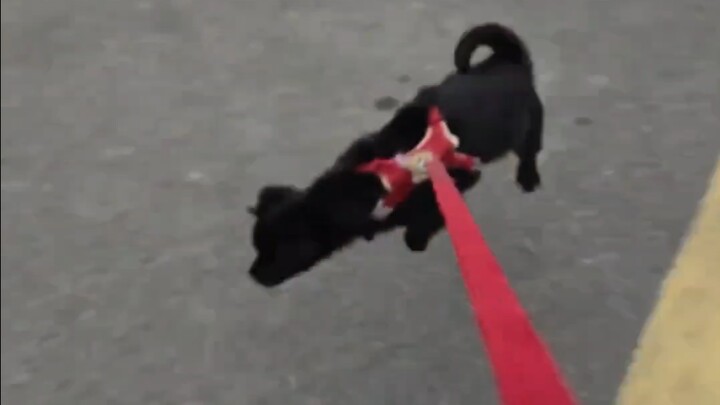 Wow, it’s a little flying dog!