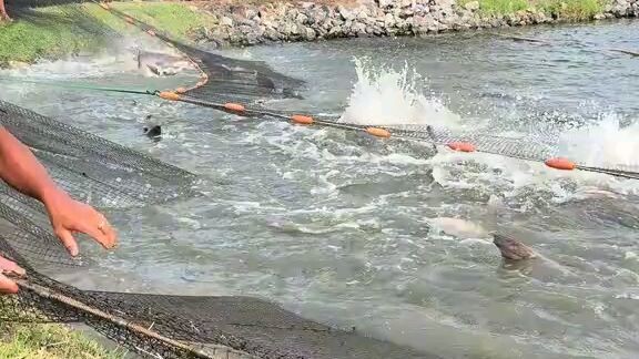 Catching fish