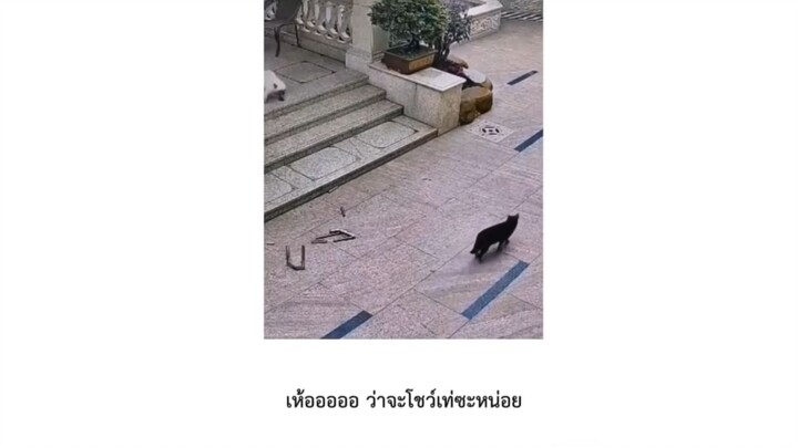 ว่าจะโชว์เท่ซะหน่อย