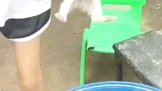 Cats vs. Rat Demons