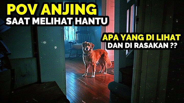 JIKA KALIAN MENJADI SEEKOR ANJ1NG, INILAH YANG AKAN KALIAN LIHAT !!