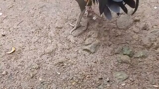 peruvian lines 1x winner