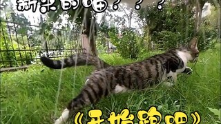 Meow! Are you a new cat? Why haven’t I seen you before? ? “Okay, start running!!”
