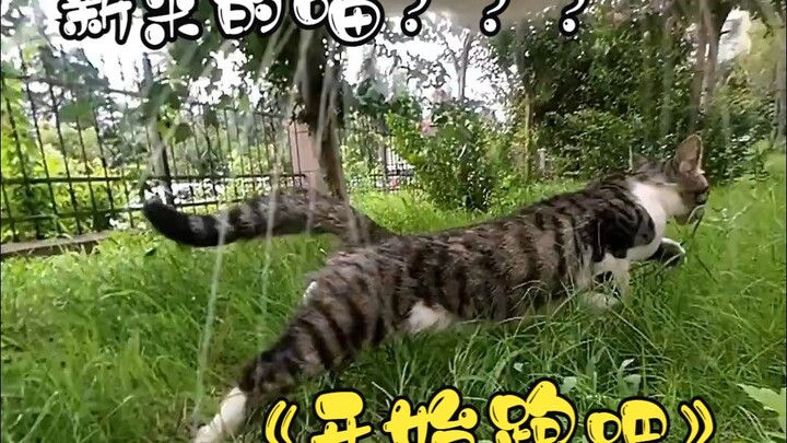 Meow! Are you a new cat? Why haven’t I seen you before? ? “Okay, start running!!”