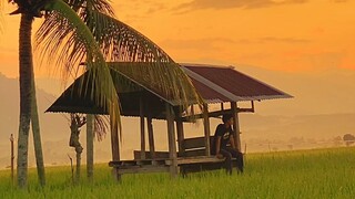 suasana di pagi hari#sawah aceh