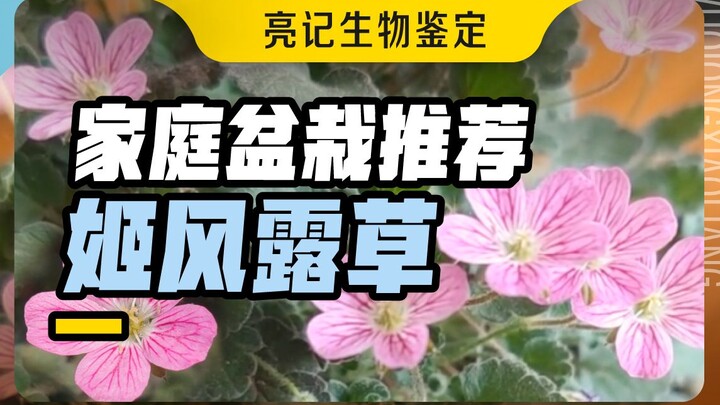 姬风露草，野趣十足的小花，在北京露天越冬成功了