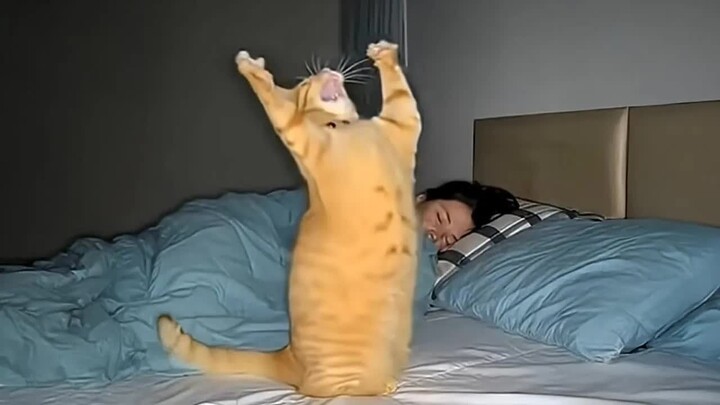 Layanan membangunkan di tengah malam ala kucing 🎤😼