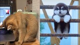 Những chú chó mèo trên Tik Tok siêu cute | Tik Tok Chó Mèo
