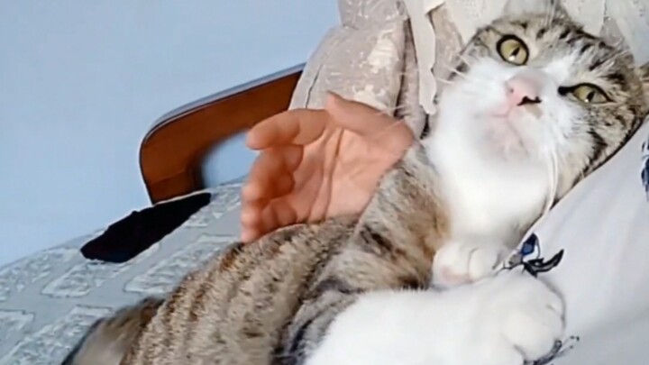 Maybe this is what it means to raise a kitten!