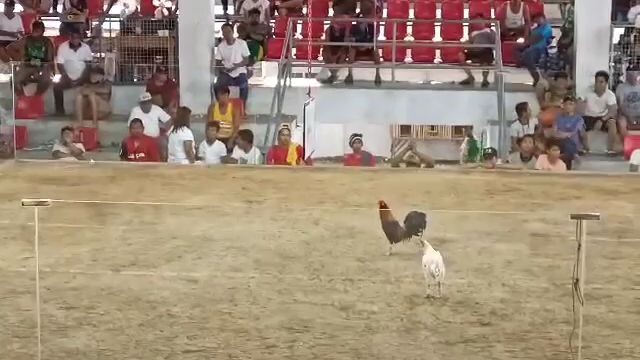 hack fight mangaldan