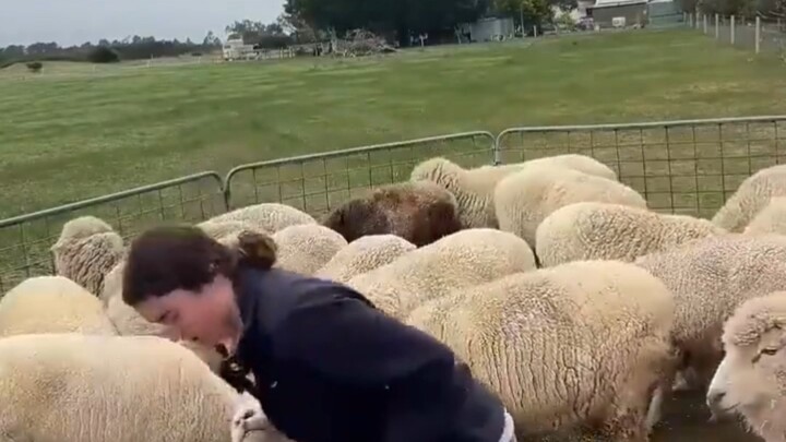 นี่แหละคือ The Silence of the Lambs ตัวจริง