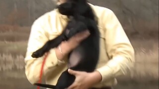 抱小狗教程