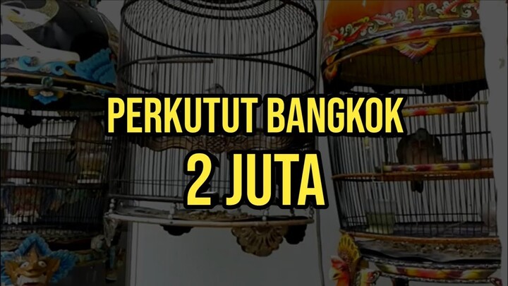 Perkutut Bangkok 2 Juta , Begini Suaranya Jernih Lantang Tapi Bikin Merinding