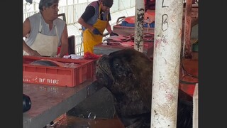 The well-behaved South China Sea lion patiently waits for feeding; no matter how hungry it is, it wo