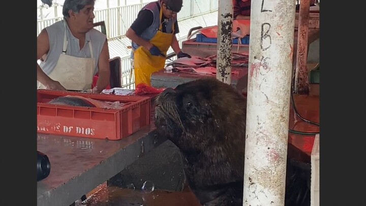 أسد البحر الجنوبي الملتزم بالقواعد ينتظر إطعامه، وحتى لو جاع بشدة فلن يسرق السمك ليأكله.