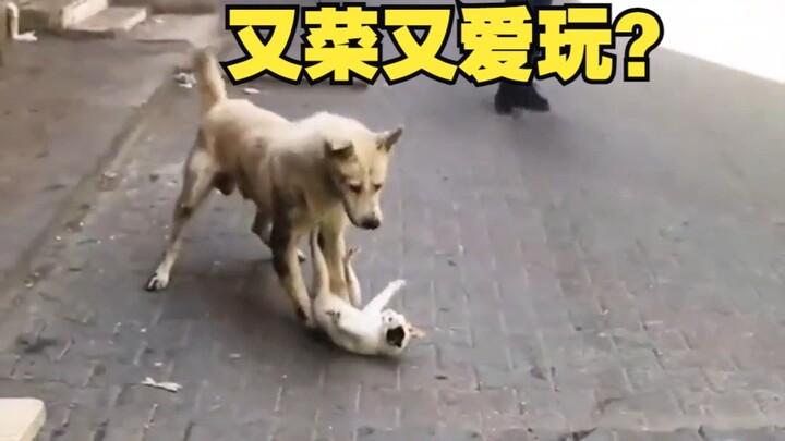 A roundup of animals that are both clumsy and playful!