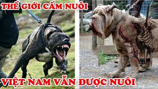7 Giống Chó TÀN NHẪN Bị CẤM NUÔI Trên Thế Giới Nhưng Việt Nam Vẫn Còn Nuôi