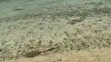 OMG..!! Ikan Hiu Rebutan Mangsa || kali ini ikan pari yang menjadi mangsanya