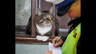At least cats shouldn't be so unlucky.