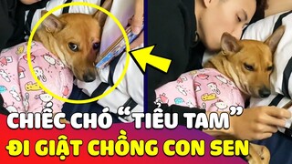 Bắt quả tang chú Chó làm 'TIỂU TAM', thản nhiên 'GIẬT CHỒNG' người khác trước mặt con Sen 😂 Gâu Đần