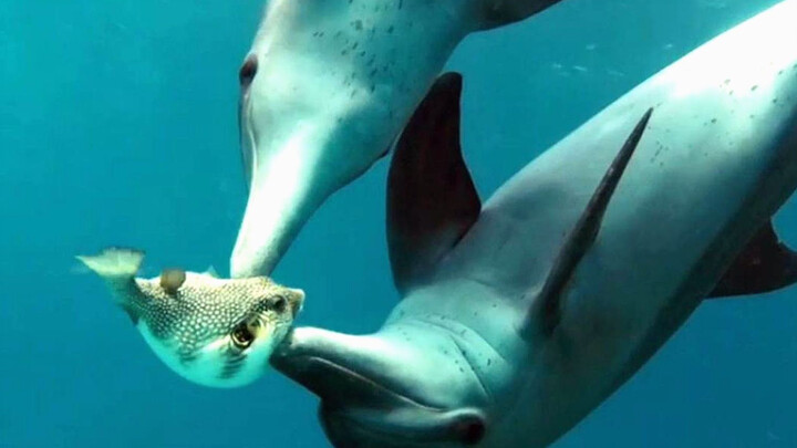 Gathering a crowd to snort pufferfish—did they get the pufferfish's consent?