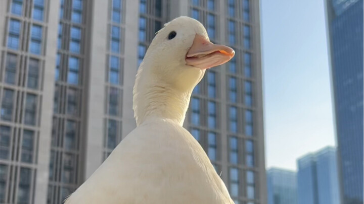 Một con vịt thì có gì mà dắt đi dạo chứ?