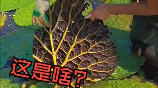 Gờ giảm tốc của người đàn ông!! Công trường tuyệt vời