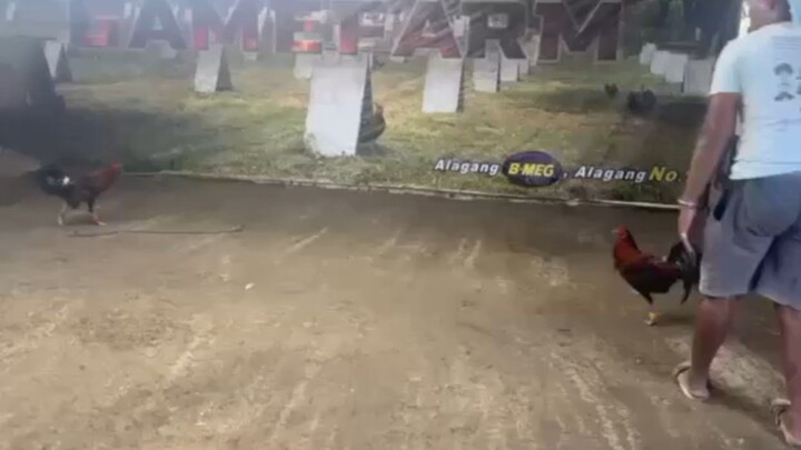 BK Vandamme 45