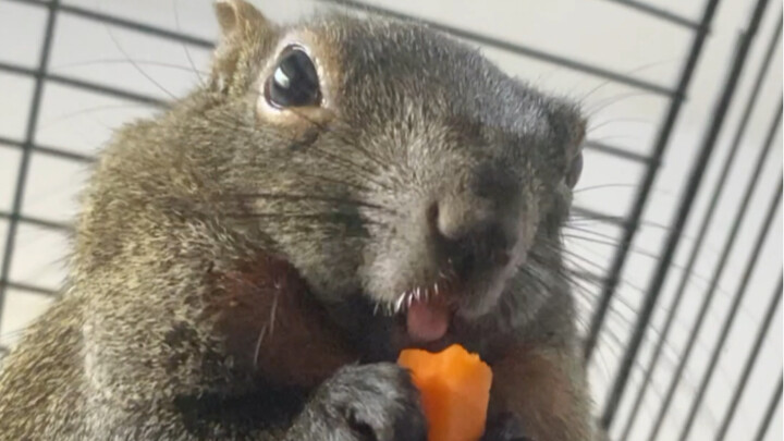 It’s hard to tell mice and squirrels apart