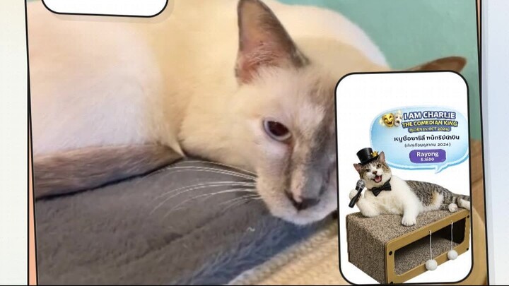 One-Minute Whisker Reset | รีเซ็ตใจหนึ่งนาทีกับหนวดนุ่ม