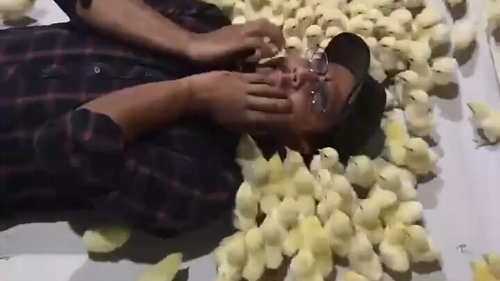 สัญชาตญาณของลูกไก่